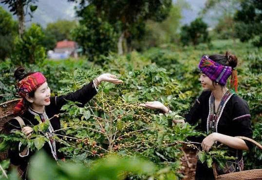   Tin tức   Địa phương Bình luận Quảng Trị chủ động đáp ứng tiêu chuẩn chống mất rừng của EU