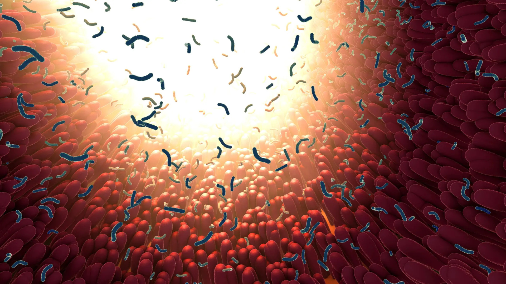 Phát hiện protein trong đường tiêu hóa có khả năng vô hiệu hóa nhiều loại vi khuẩn