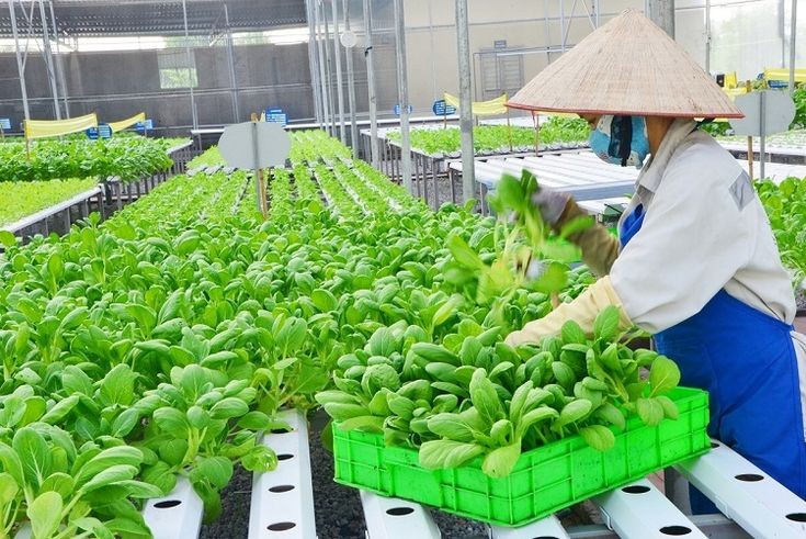 TP.HCM đặt mục tiêu 60% diện tích rau trồng có truy xuất nguồn gốc năm 2030