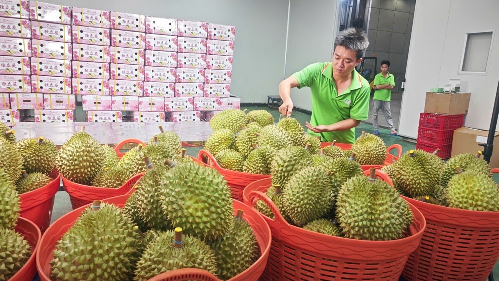 Ùn ứ kiểm nghiệm, xuất khẩu sầu riêng đối mặt áp lực thông quan
