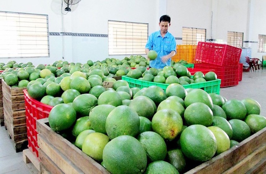 Chi phí logistics, rủi ro vận tải và tiêu chuẩn khắt khe gây áp lực lên xuất khẩu nông sản