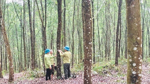 Bắc Ninh đẩy mạnh phát triển rừng gỗ lớn, nâng cao giá trị lâm nghiệp
