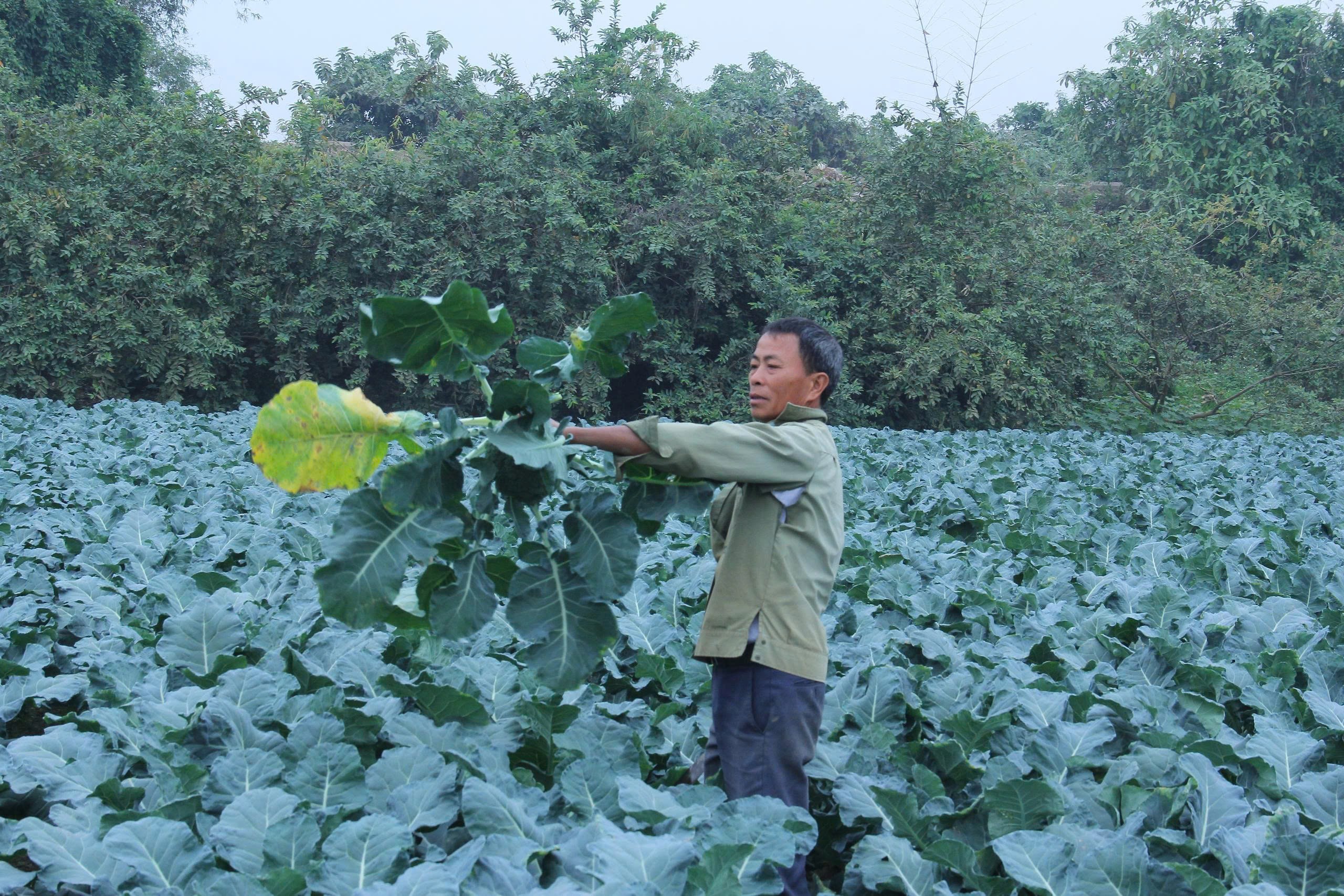 Sức sống mới trên những triền phù sa bên bờ Sông Mã