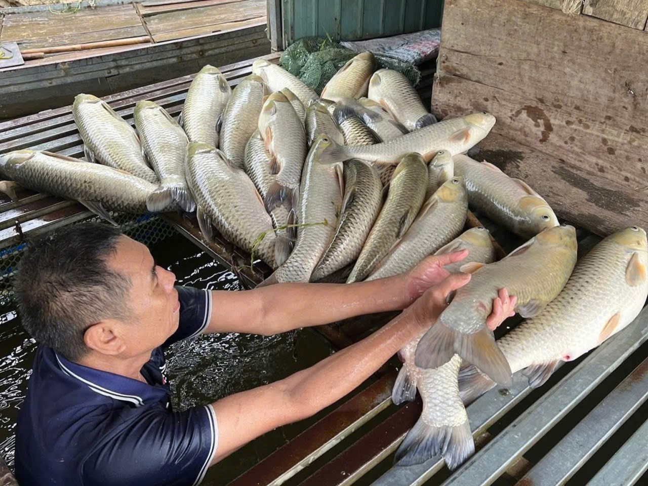 Cá lồng bè chết hàng loạt trên sông Lam, người nuôi đối mặt nguy cơ mất trắng