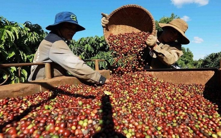 Xuất khẩu cà phê đạt hơn 5,7 tỷ USD tính đến giữa tháng 8/2026