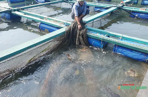 Vua của các loài cá song ở lồng bè tại đảo Cát Bà