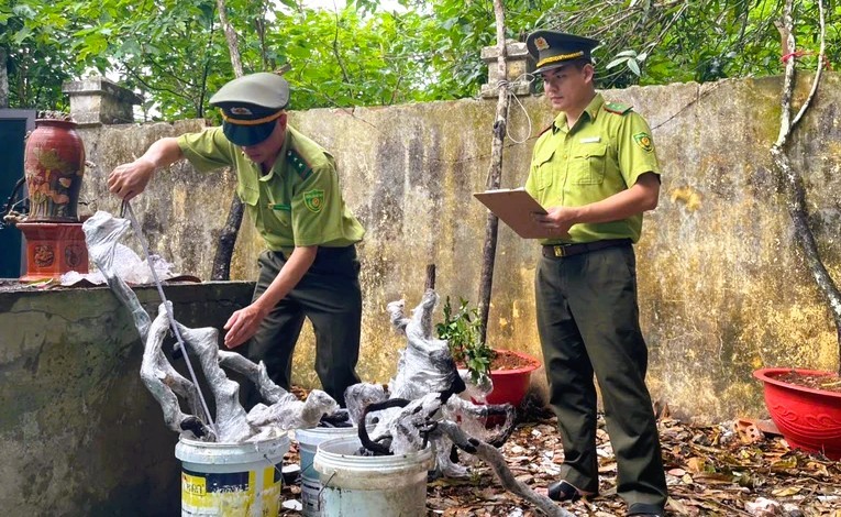 Thanh Hóa: Đưa những gốc muối hồng tang vật trở lại rừng xanh