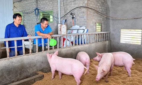 Nông dân xã Đan Hải vững tin với mô hình chăn nuôi “5 không”