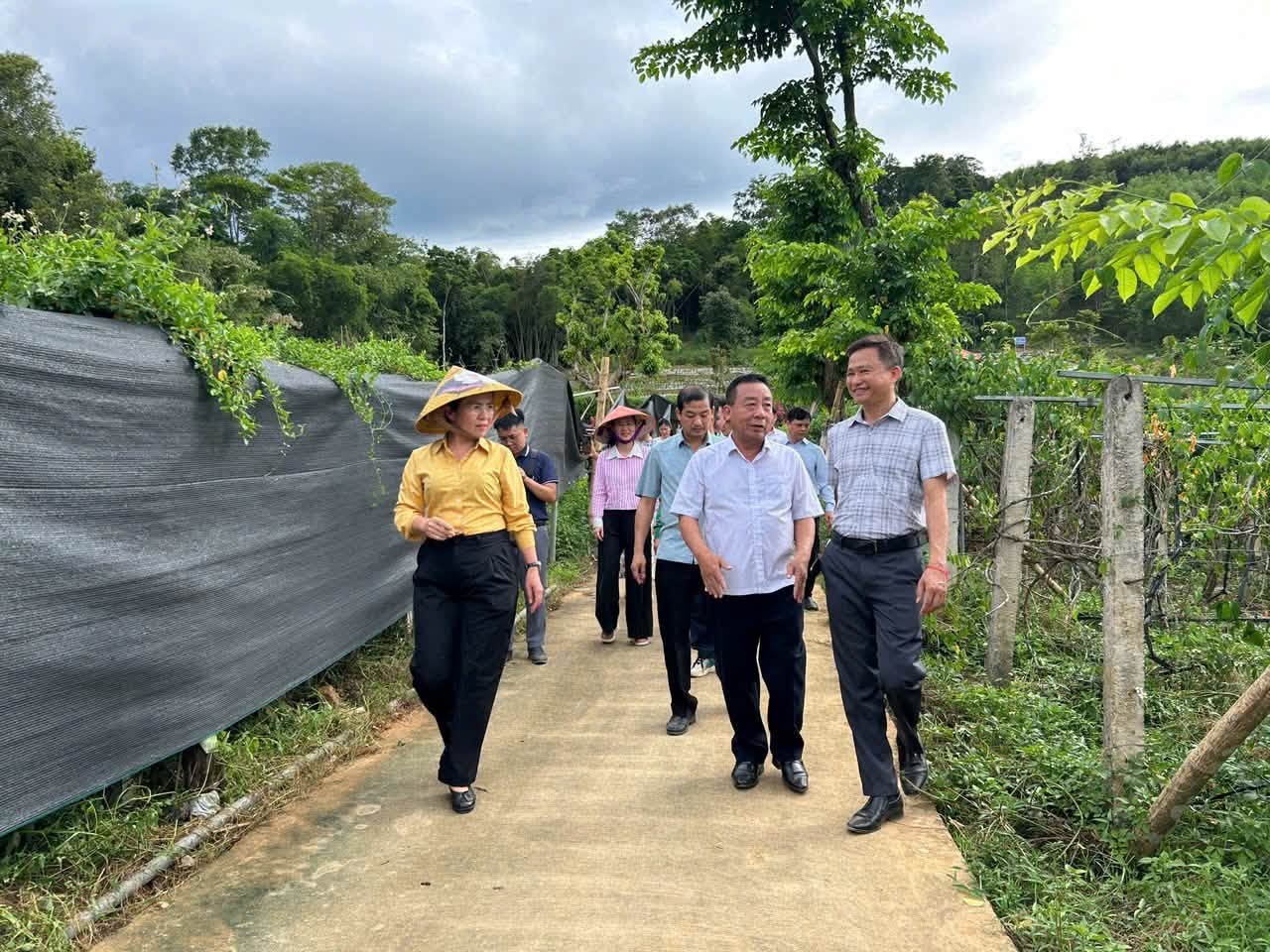 Phát triển dược liệu dưới tán rừng: Hướng đi mở sinh kế bền vững cho miền Tây Nghệ An