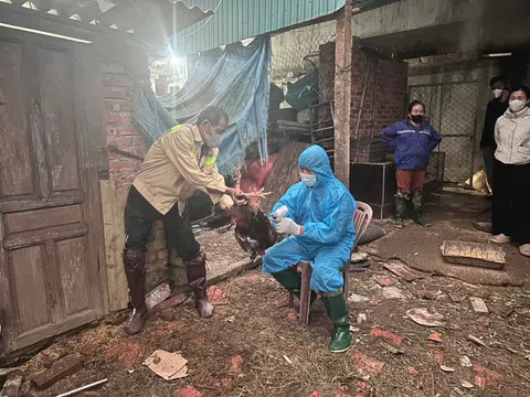 Hà Tĩnh: Ban hành công điện về triển khai, thực hiện các biện pháp cấp bách phòng, chống dịch Cúm gia cầm