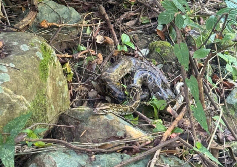 Tái thả 11 cá thể động vật hoang dã về vườn Quốc gia Phong Nha - Kẻ Bàng