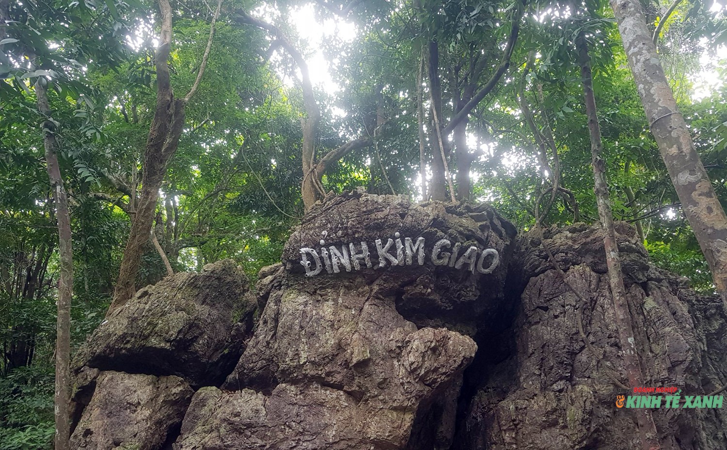 Độc đáo cánh rừng kim giao ở Vườn quốc gia Cát Bà