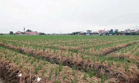 Hải Phòng phấn đấu góp phần giảm ít nhất 10 – 15% tổng lượng phát thải khí nhà kính lĩnh vực trồng trọt