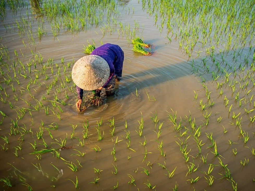 Tiếng sấm đầu năm và niềm tin về một mùa màng bội thu