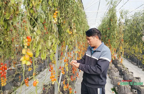 “Giai điệu lạ” trên vùng đất trồng quất cảnh nổi tiếng của Hải Phòng