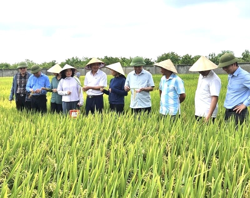Mở rộng diện tích trồng lúa phát thải thấp, Nghệ An đang hiện thực hoá mục tiêu phát triển nông nghiệp xanh, bền vững