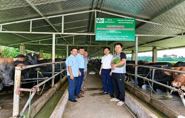 Từ chuồng bò đến cánh đồng: Bắc Ninh thử sức với mô hình chăn nuôi tuần hoàn