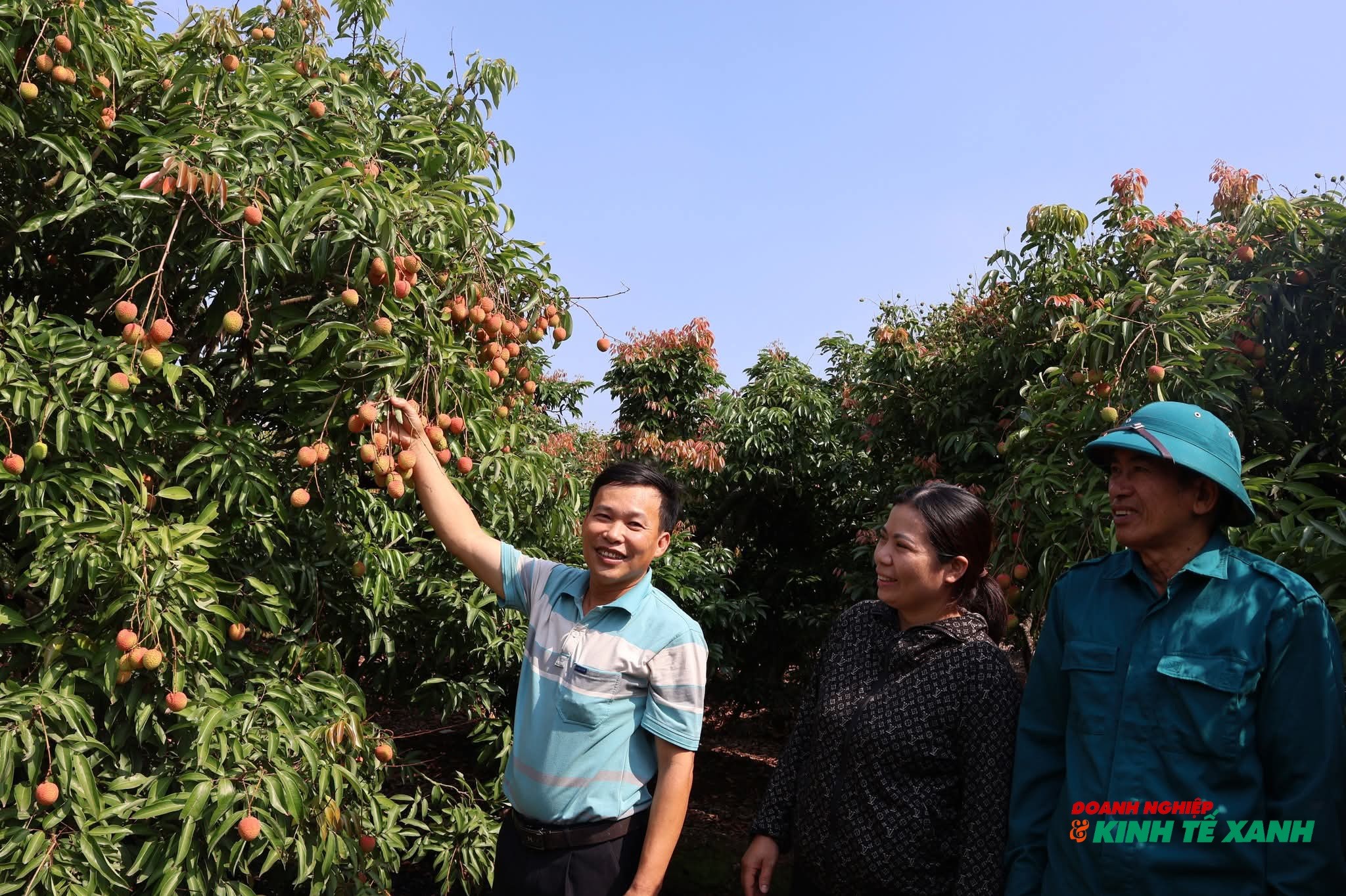 Hải Phòng: Vải sớm được giá, nông dân Thanh Hà phấn khởi