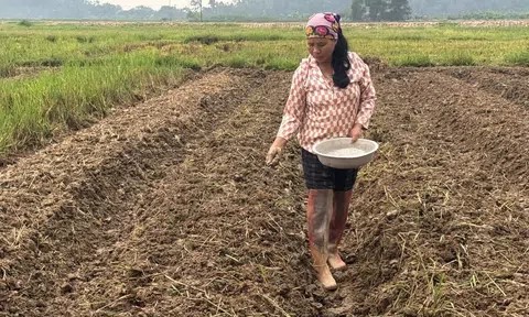 Bát đầu triển khai sản xuất vụ đông năm 2026