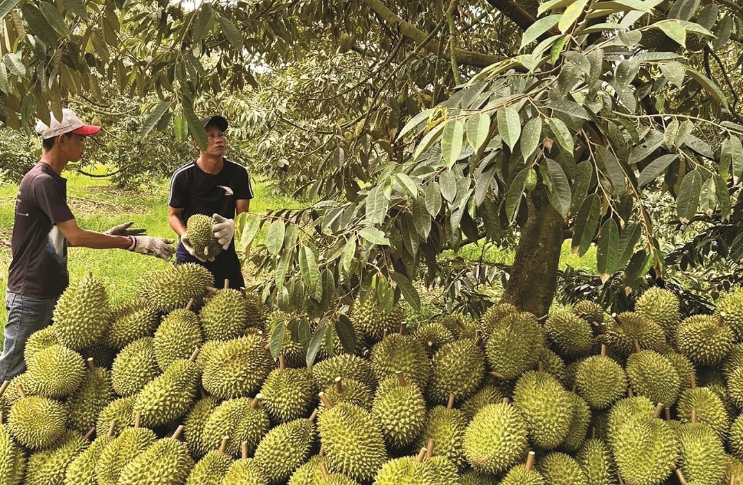 Rau quả Việt mở rộng dư địa xuất khẩu, sầu riêng trở thành động lực tăng trưởng mới