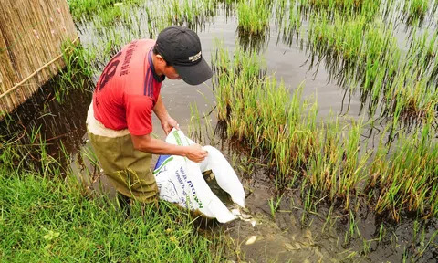 Xã Tân Mỹ triển khai thả giống nuôi cá vụ 3