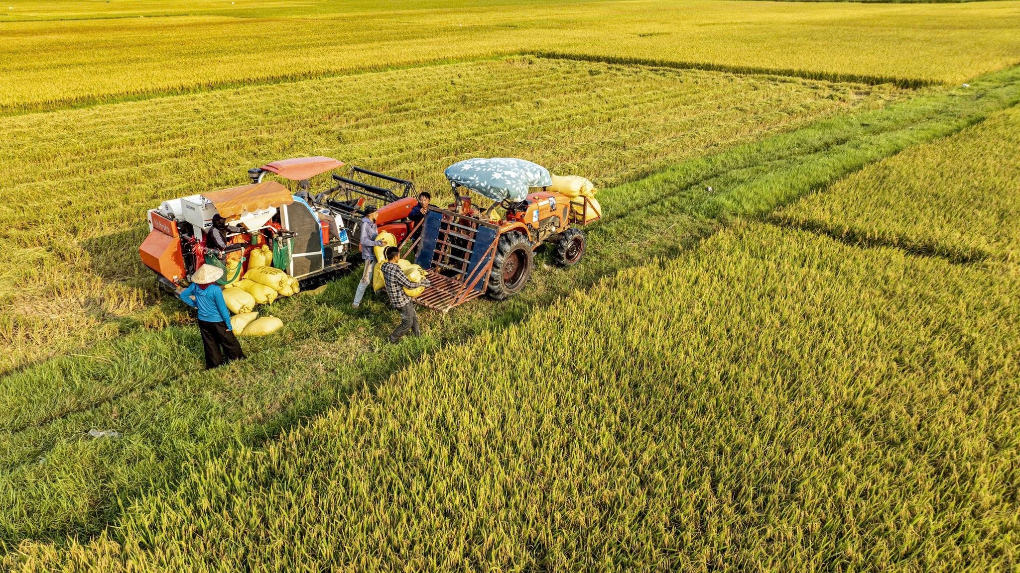 Vụ lúa Xuân được mùa, nông dân xã Đan Hải phấn khởi thu hoạch