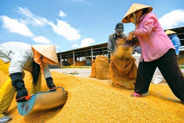 Quy định mới về điều kiện và quản lý hoạt động xuất khẩu gạo