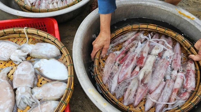 Xuất khẩu mực, bạch tuộc khởi sắc mạnh, nhu cầu thị trường dần hồi phục