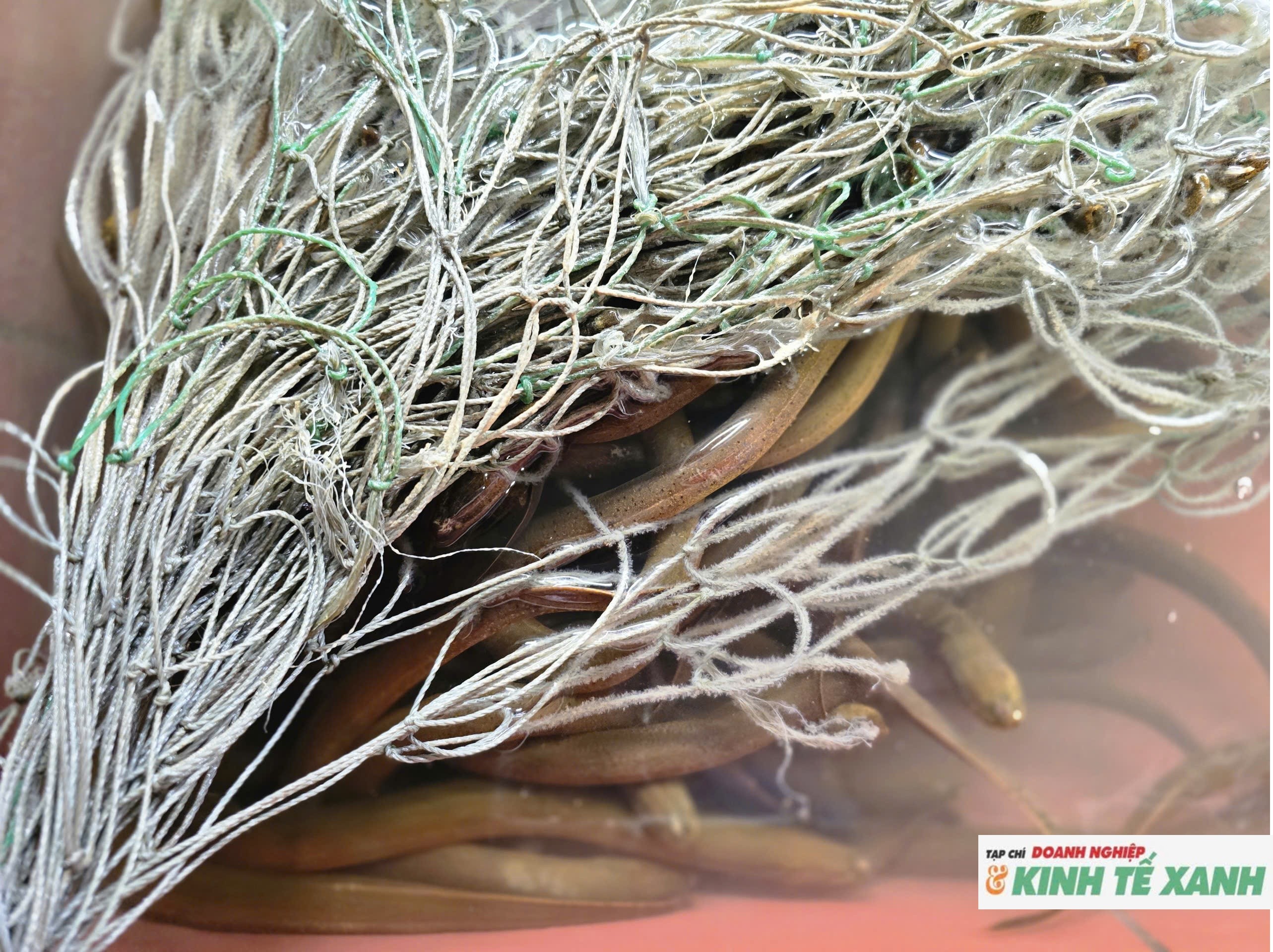 Tự ấp trứng lươn, nông dân Nghệ An thu lợi tiền tỉ mỗi năm