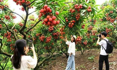 Bắc Ninh: 143 vườn vải chuẩn 